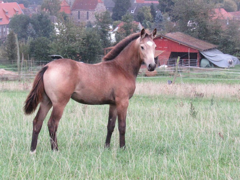 Small German riding horse Mare 1 year 15,2 hh Buckskin in Querfurt