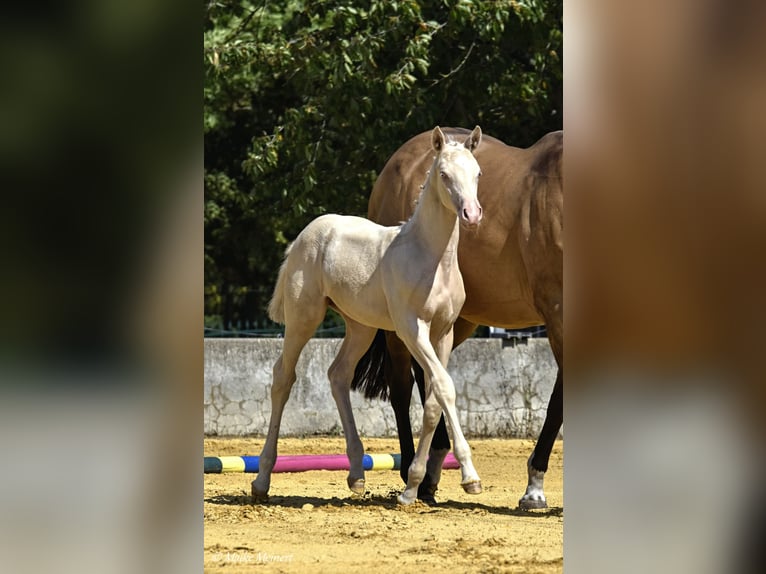 Small German riding horse Mare 1 year 15,2 hh Cremello in Bad Sachsa