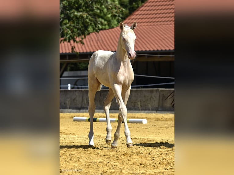 Small German riding horse Mare 1 year 15,2 hh Cremello in Bad Sachsa