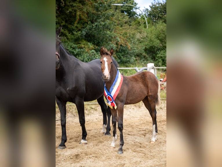 Small German riding horse Mare 1 year Bay-Dark in Schleswig