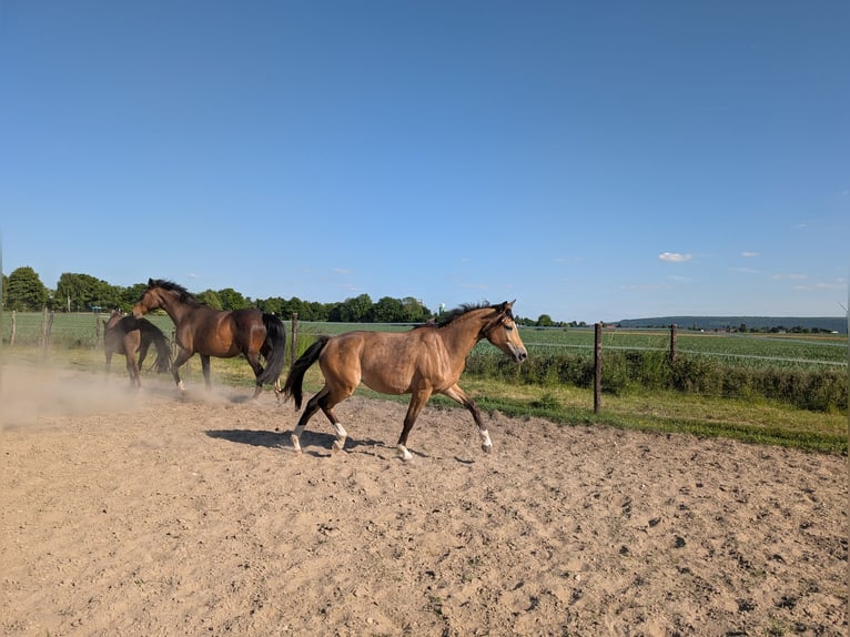 Small German riding horse Mare 2 years 14,2 hh Dun in Linnich