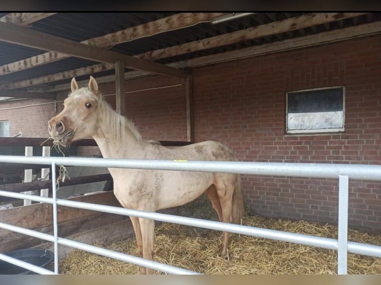 Small German riding horse Mare 2 years Palomino in Goch