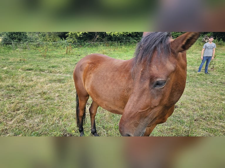 Small German riding horse Mix Mare 3 years 14 hh Brown in Westerburg