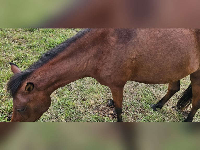 Small German riding horse Mix Mare 3 years 14 hh Brown in Westerburg