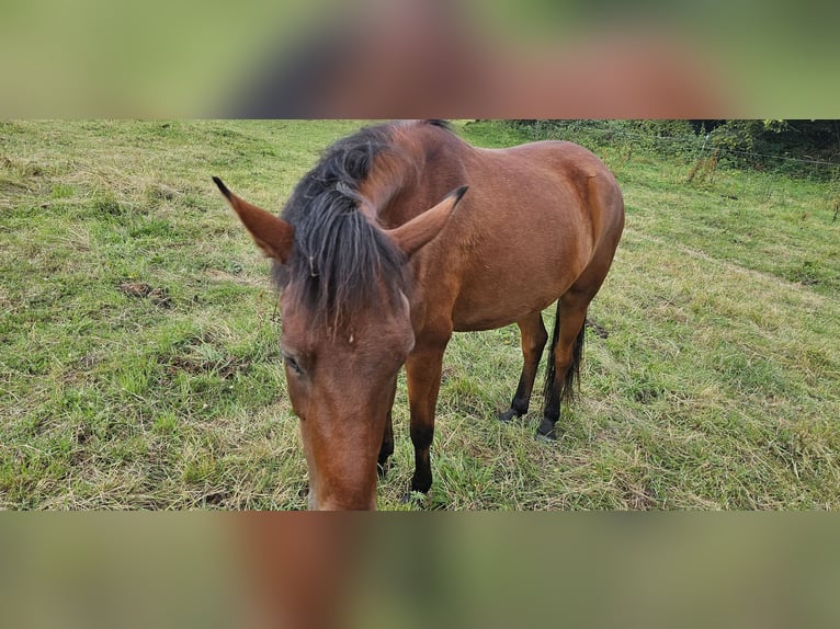 Small German riding horse Mix Mare 3 years 14 hh Brown in Westerburg