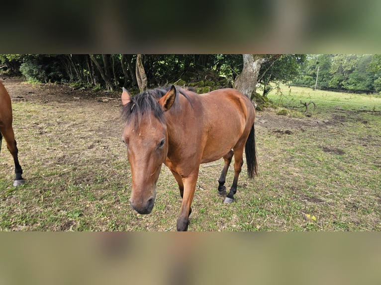 Small German riding horse Mix Mare 3 years 14 hh Brown in Westerburg