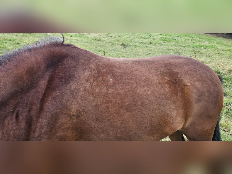 Small German riding horse Mix Mare 3 years 14 hh Brown in Westerburg