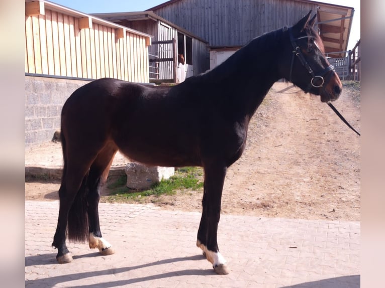 Small German riding horse Mare 3 years 15.1 hh Brown in Nidderau