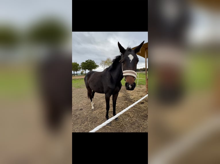 Small German riding horse Mare 3 years 15.3 hh Bay-Dark in Scharnebeck