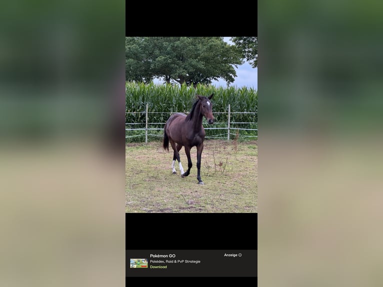 Small German riding horse Mare 3 years 15.3 hh Bay-Dark in Scharnebeck