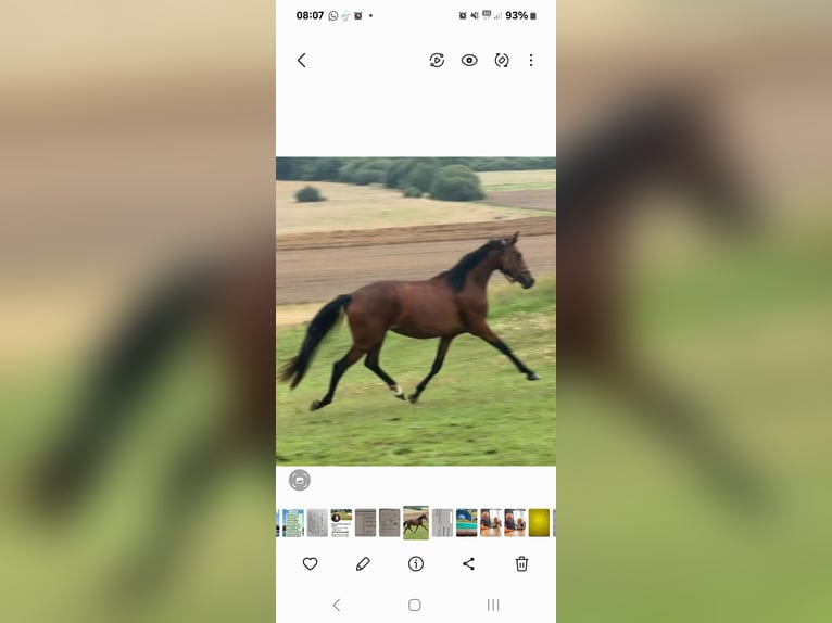 Small German riding horse Mare 3 years 15,1 hh Brown in Horhausen