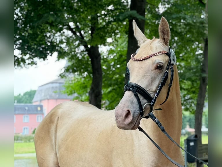Small German riding horse Mare 4 years 13,3 hh Champagne in Hemmoor Small German riding horse Mare 4 years 13,3 hh Champagne in Hemmoor