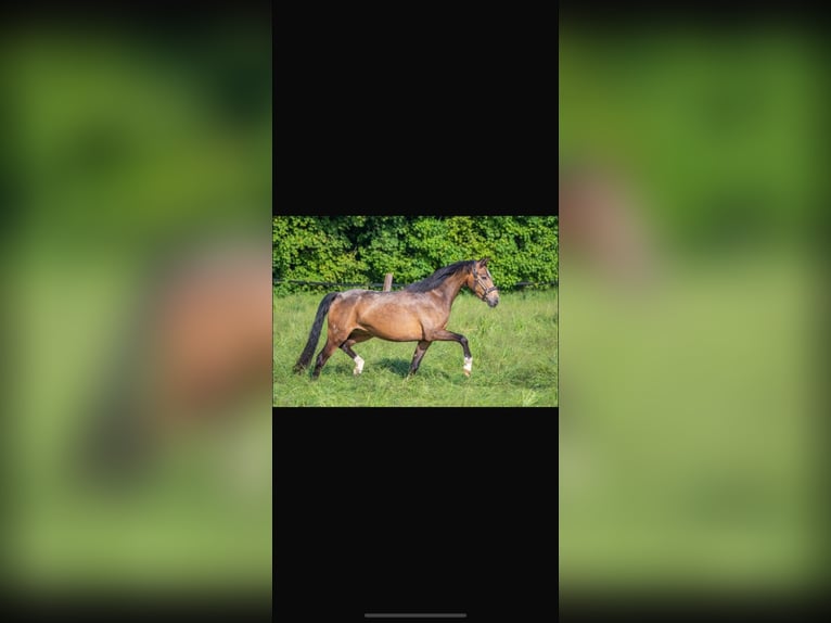 Small German riding horse Mare 4 years 14.1 hh Buckskin in Essen