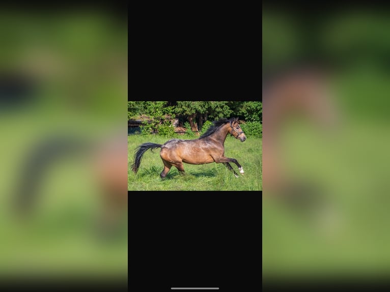 Small German riding horse Mare 4 years 14.1 hh Buckskin in Essen
