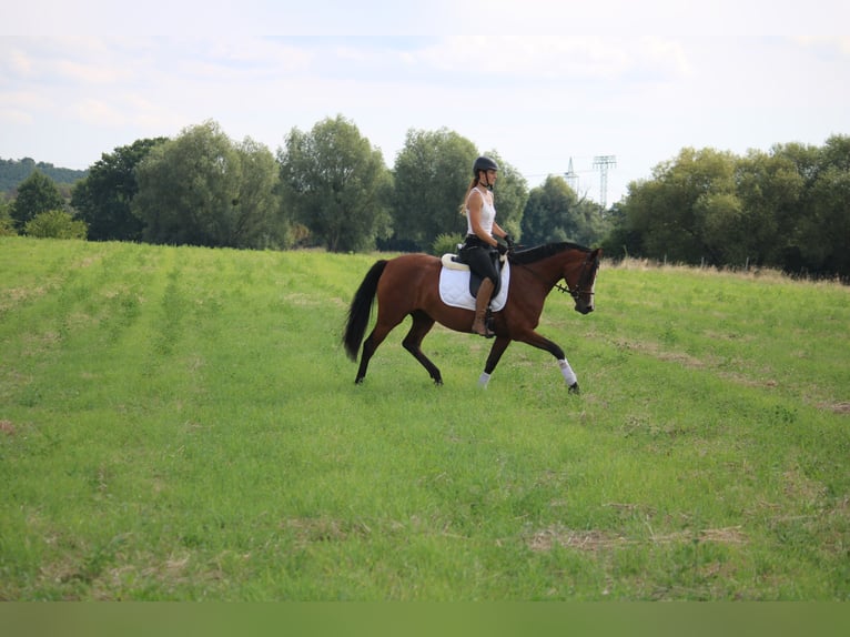 Small German riding horse Mare 4 years 14,2 hh Brown in Potsdam