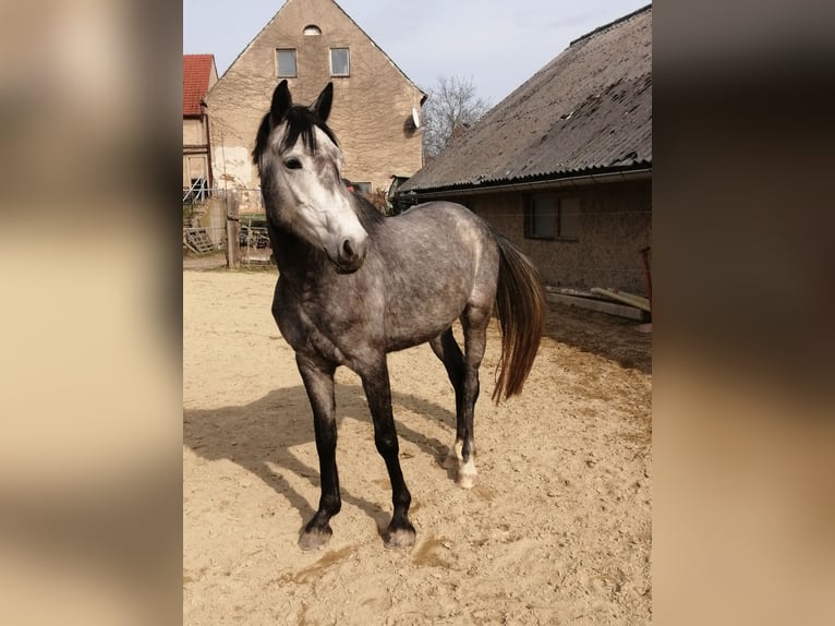 Small German riding horse Mare 4 years 14,2 hh Gray in Reichenbach/O.L.