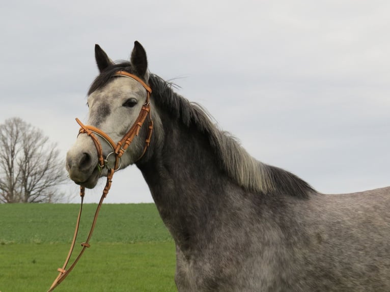 Small German riding horse Mare 4 years 14,2 hh Gray in Reichenbach/O.L.