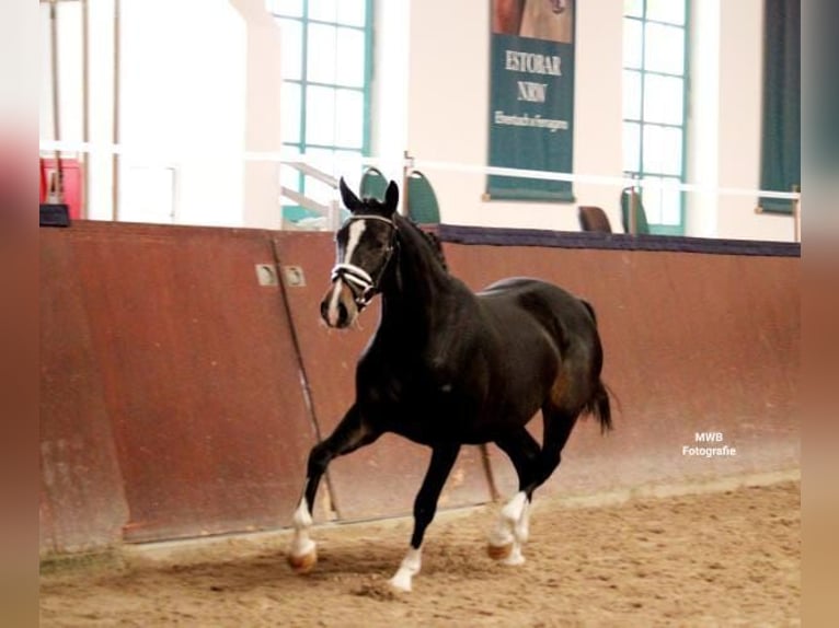 Small German riding horse Mare 4 years 14,3 hh Brown in Rastow