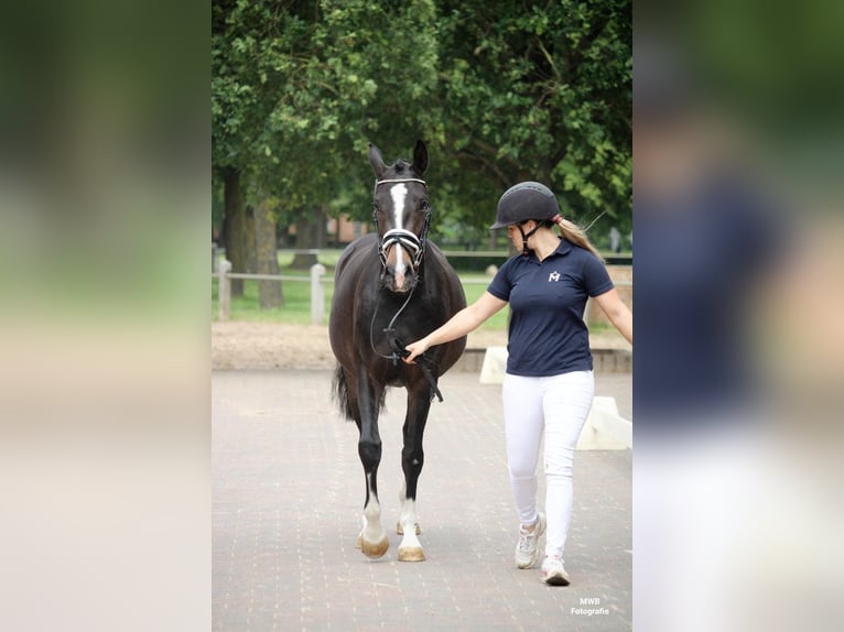 Small German riding horse Mare 4 years 14,3 hh Brown in Rastow