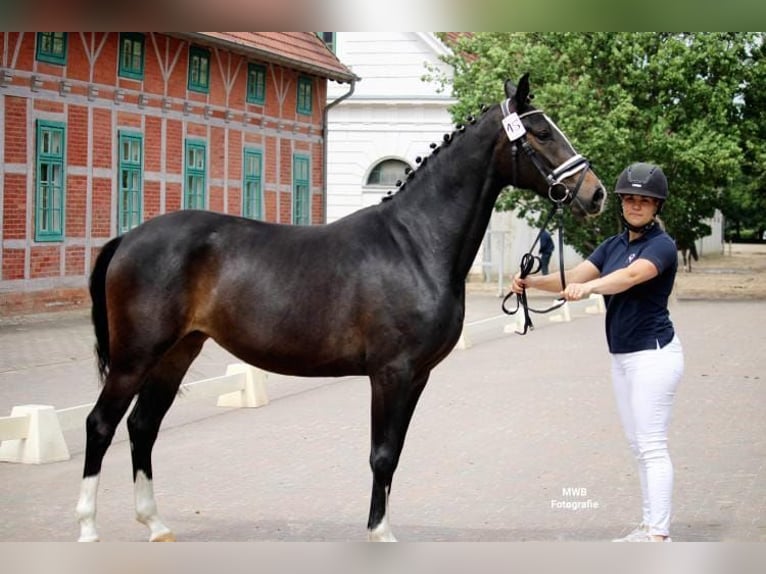 Small German riding horse Mare 4 years 14,3 hh Brown in Rastow