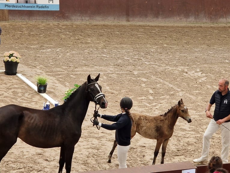 Small German riding horse Mare 4 years 14,3 hh Brown in Rastow