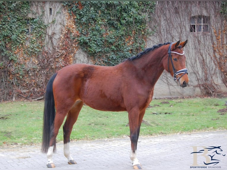 Small German riding horse Mare 4 years 15 hh Brown in Osnabrück