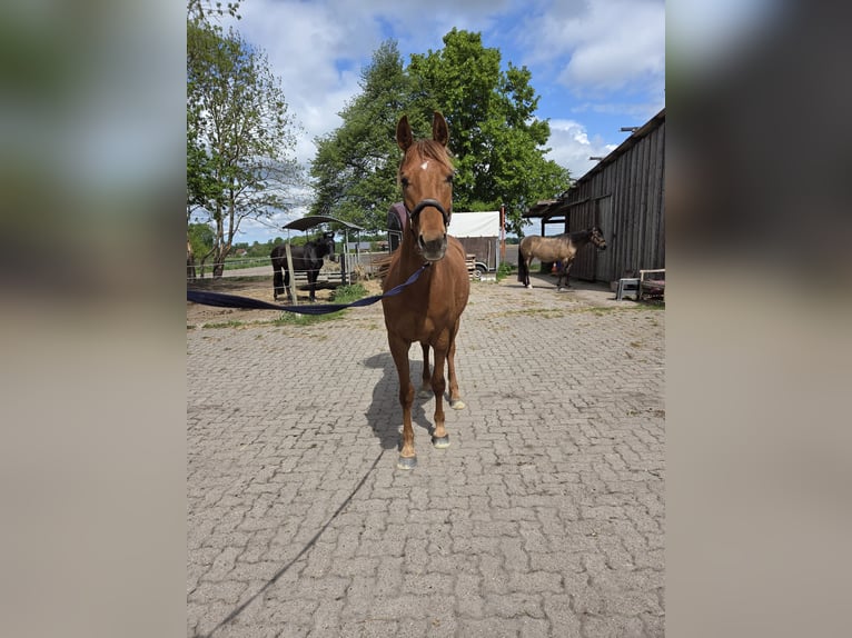 Small German riding horse Mix Mare 4 years 15,1 hh Chestnut-Red in Hille