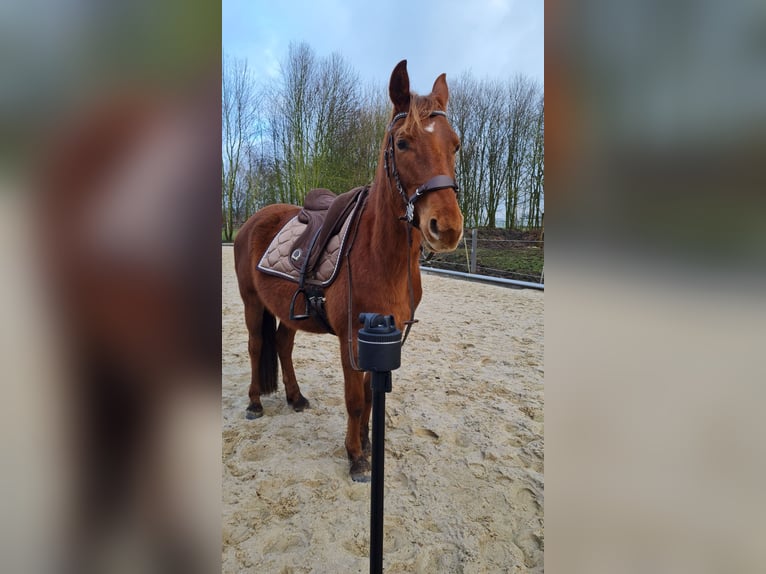 Small German riding horse Mix Mare 4 years 15,1 hh Chestnut-Red in Hille
