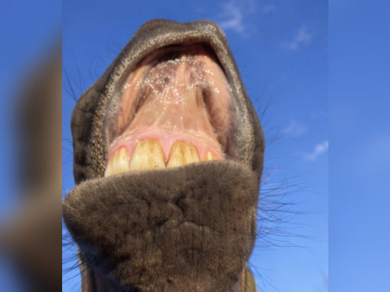 Small German riding horse Mare 5 years 14,1 hh Brown in Wangen im Allgäu