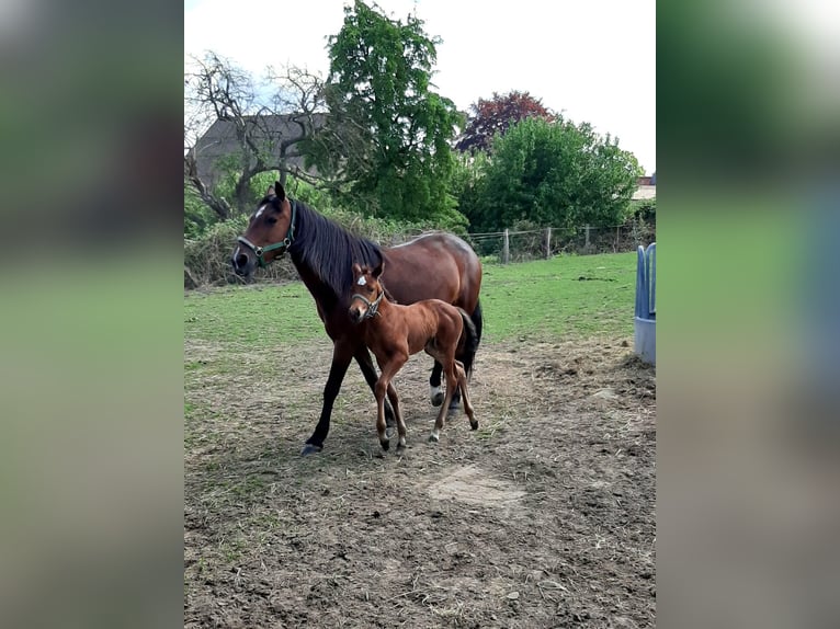 Small German riding horse Mix Mare 5 years 14,2 hh Brown in Tarnow