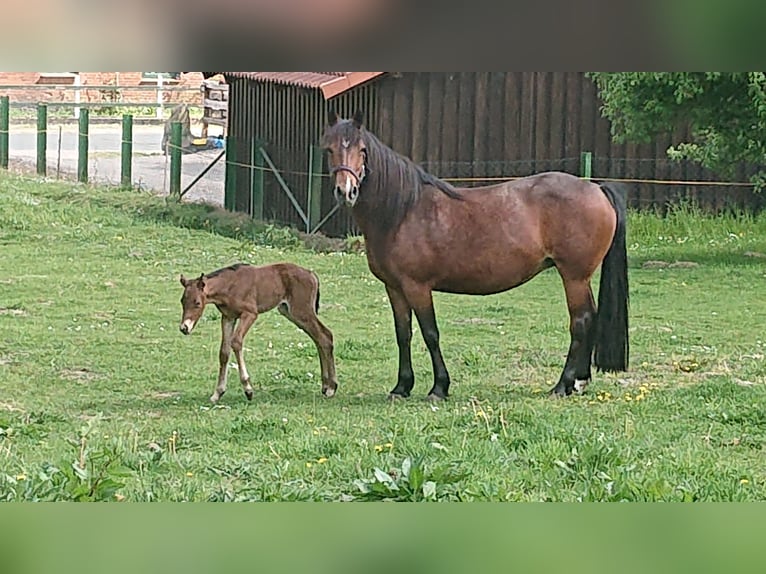 Small German riding horse Mix Mare 5 years 14,2 hh Brown in Tarnow