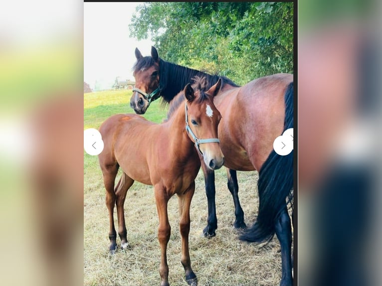 Small German riding horse Mix Mare 5 years 14,2 hh Brown in Tarnow