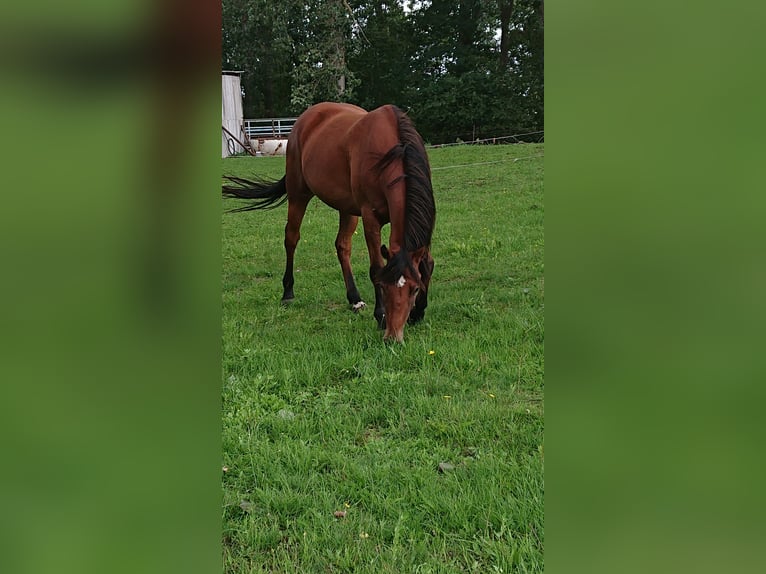 Small German riding horse Mix Mare 5 years 14,2 hh Brown in Tarnow