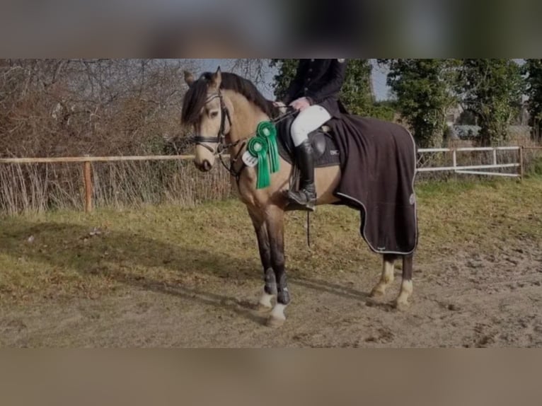 Small German riding horse Mix Mare 5 years 14,2 hh Brown in Tarnow