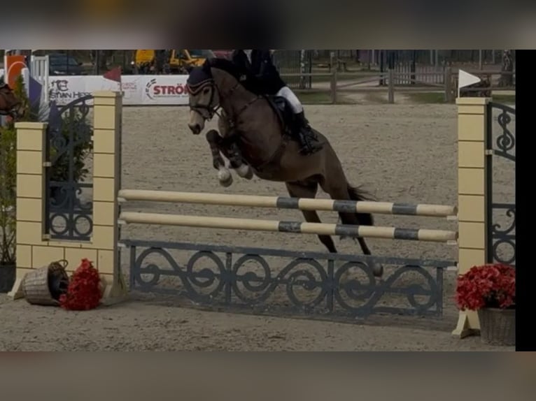 Small German riding horse Mix Mare 5 years 14,2 hh Brown in Tarnow