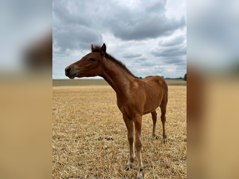 Small German riding horse Mix Mare 5 years 14,2 hh Brown in Tarnow