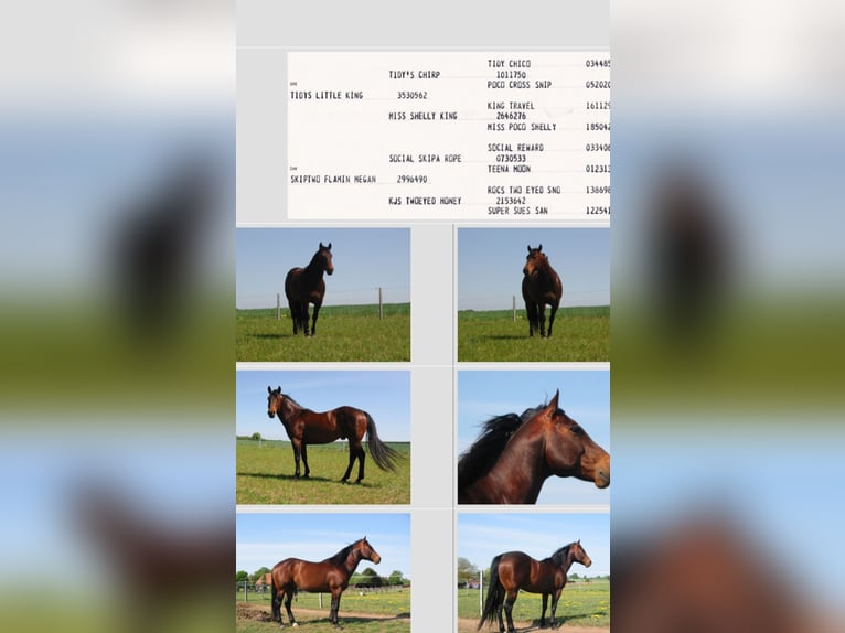 Small German riding horse Mix Mare 5 years 14,2 hh Brown in Tarnow