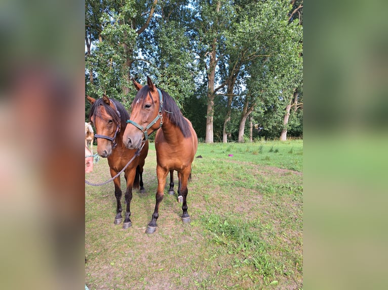 Small German riding horse Mix Mare 5 years 14,2 hh Brown in Tarnow