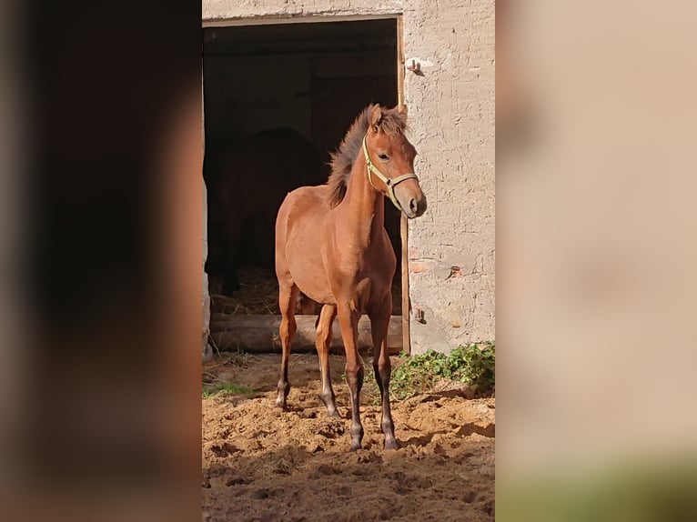 Small German riding horse Mix Mare 5 years 14,2 hh Brown in Tarnow