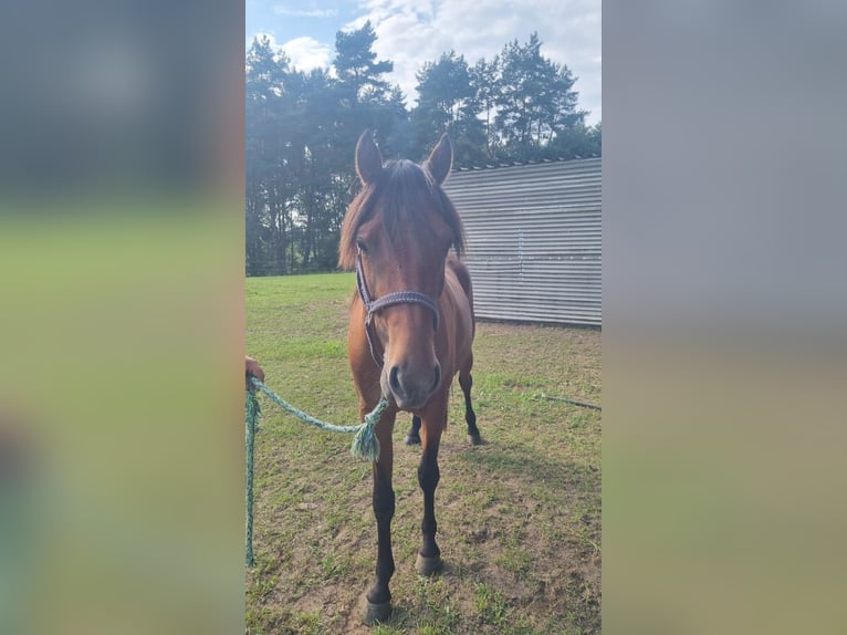 Small German riding horse Mix Mare 5 years 14,2 hh Brown in Tarnow