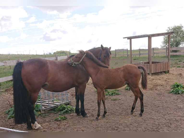 Small German riding horse Mix Mare 5 years 14,2 hh Brown in Tarnow