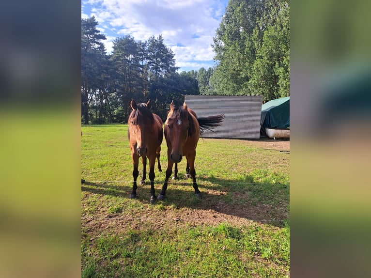 Small German riding horse Mix Mare 5 years 14,2 hh Brown in Tarnow