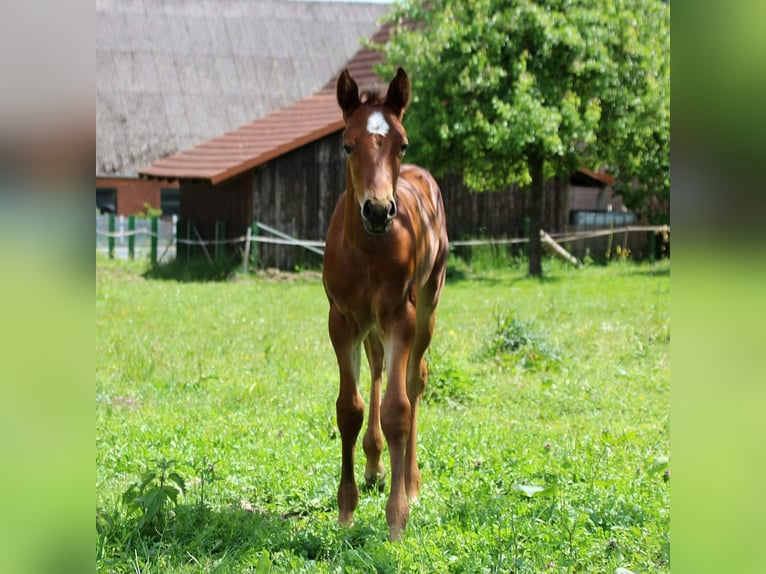 Small German riding horse Mix Mare 5 years 14,2 hh Brown in Tarnow