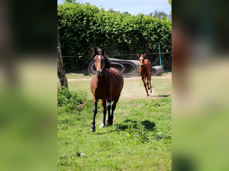 Small German riding horse Mix Mare 5 years 14,2 hh Brown in Tarnow