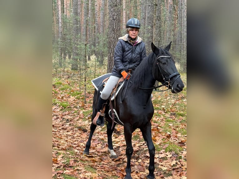Small German riding horse Mix Mare 5 years 15,1 hh Black in Dahme Mark