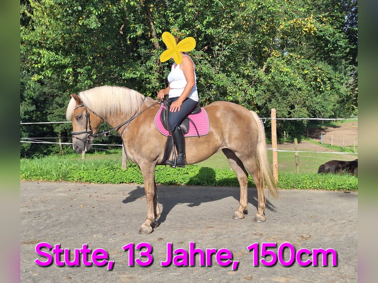 Small German riding horse Mix Mare 6 years 14,2 hh Gray-Dapple in Argenbühl