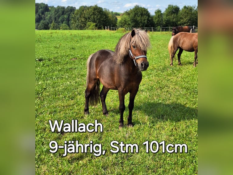 Small German riding horse Mix Mare 6 years 14,2 hh Gray-Dapple in Argenbühl