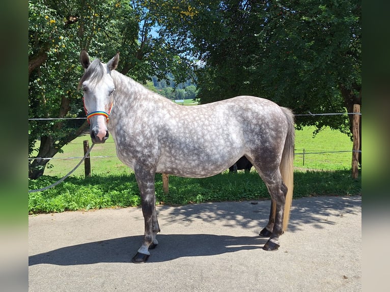 Small German riding horse Mix Mare 6 years 14,2 hh Gray-Dapple in Argenbühl