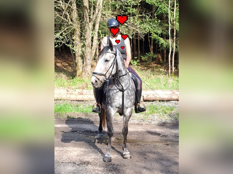 Small German riding horse Mix Mare 6 years 14,2 hh Gray-Dapple in Argenbühl