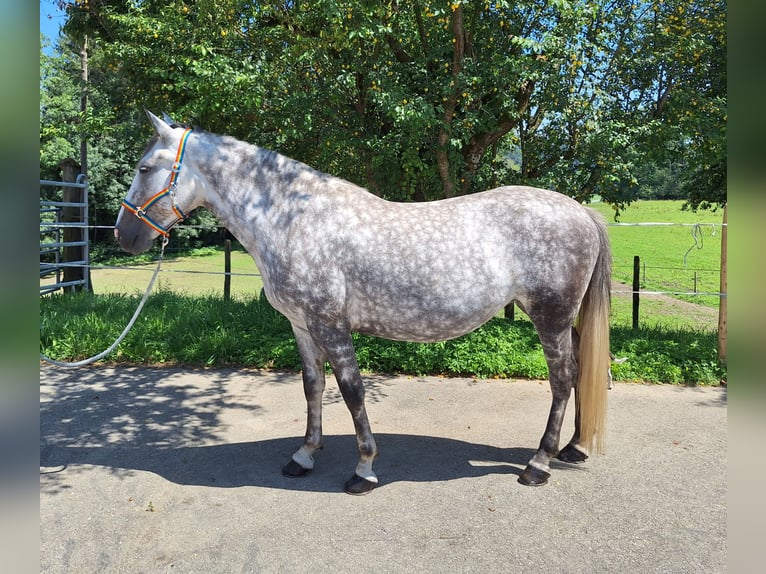 Small German riding horse Mix Mare 6 years 14,2 hh Gray-Dapple in Argenbühl